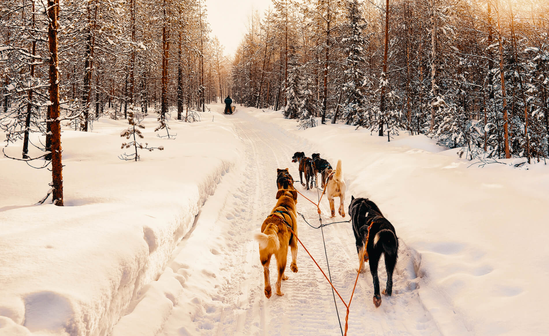 Mushing
