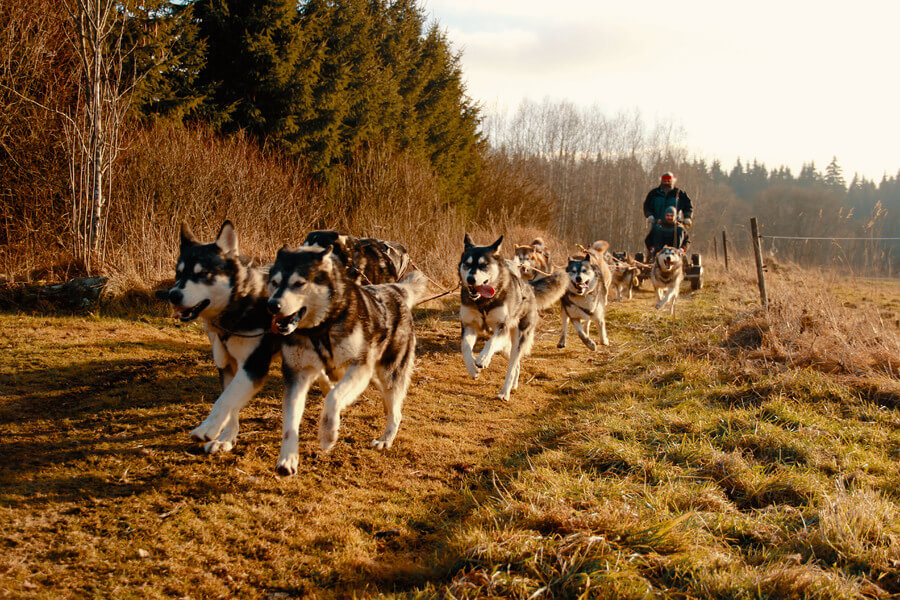 Mushing - jízda se psím spřežením