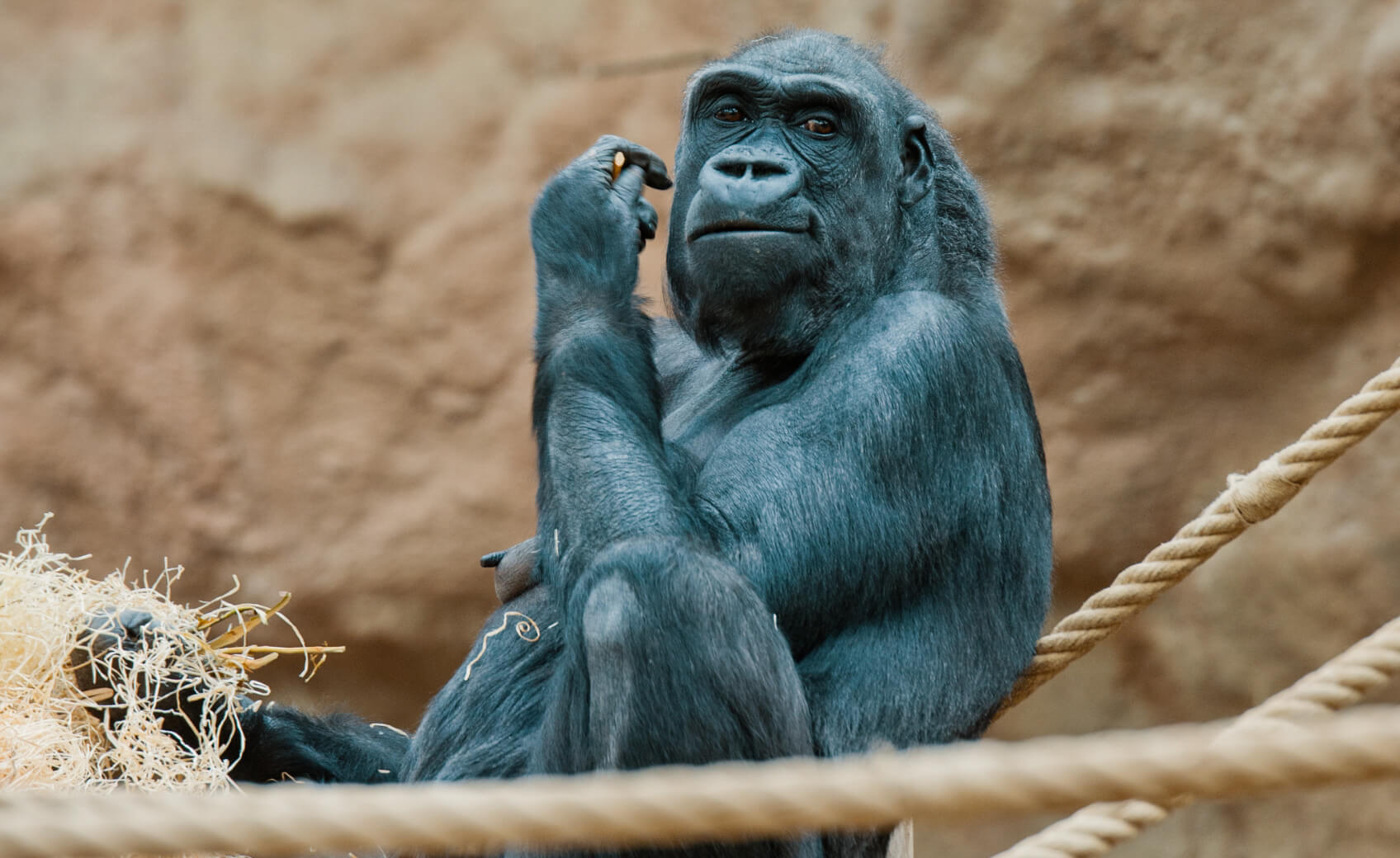 prague zoo