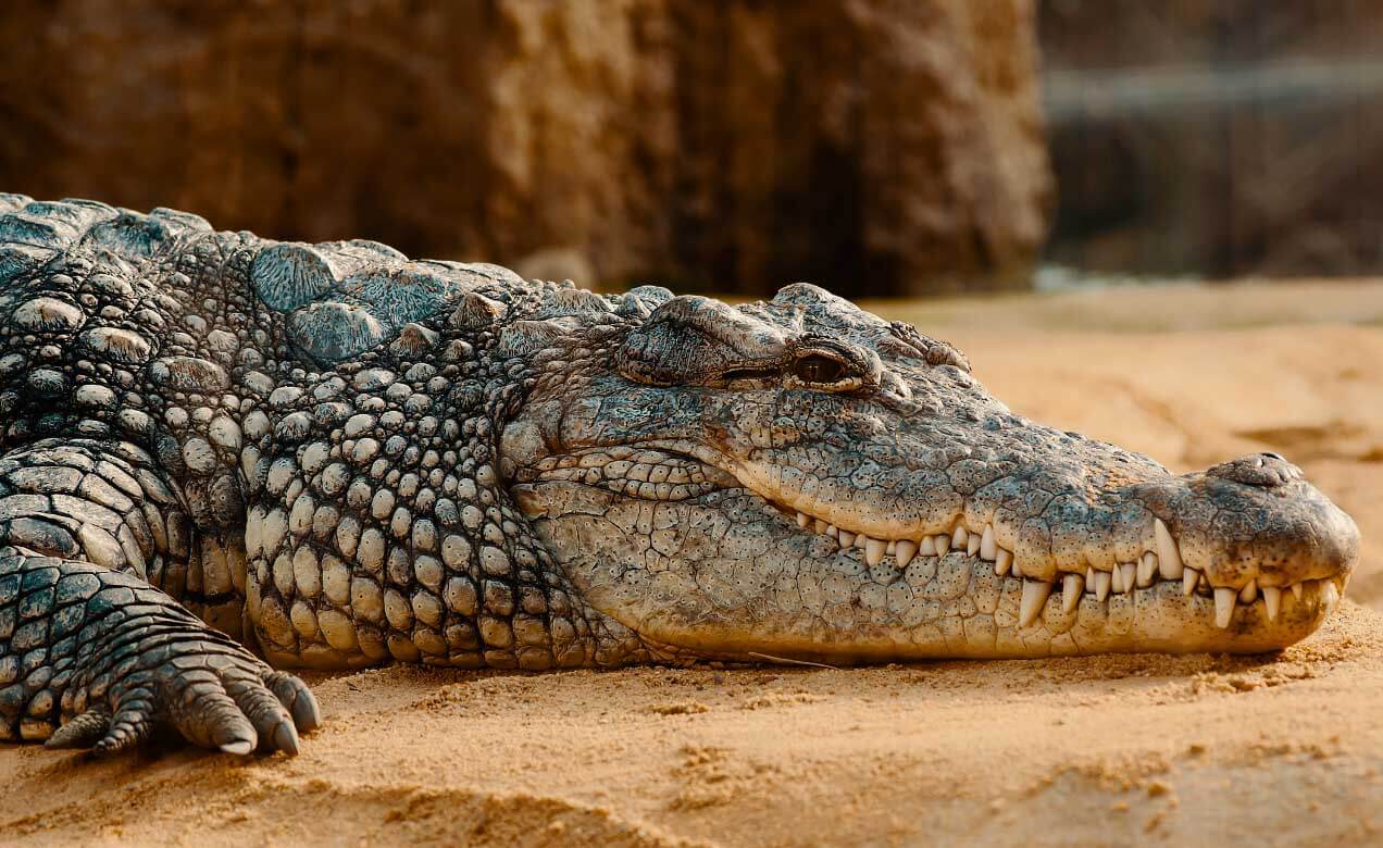 Crocodile