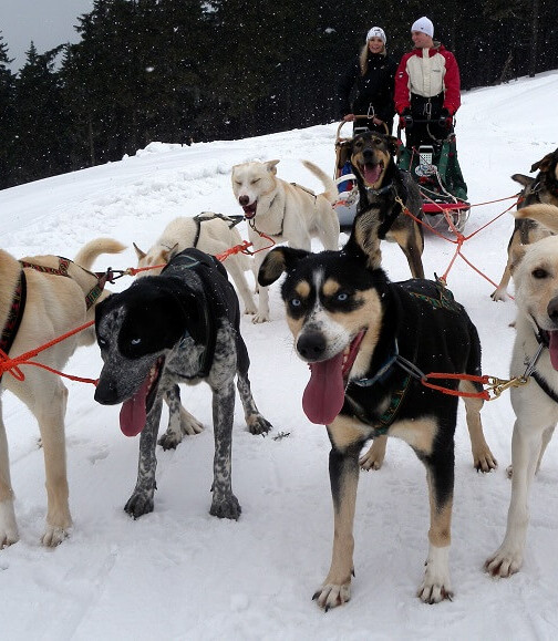 Mushing - jízda psím spřežením v Krkonoších