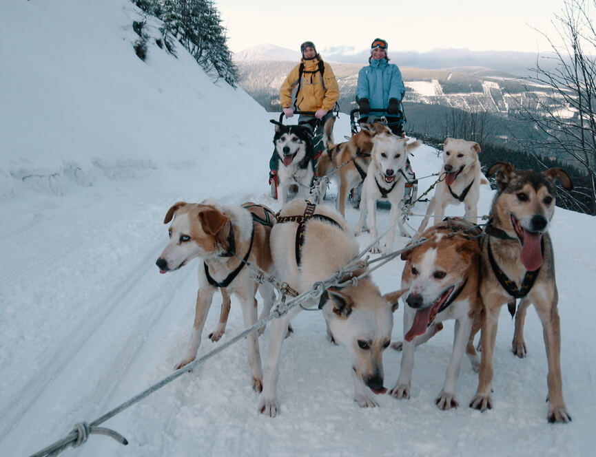 Mushing - jízda psím spřežením v Krkonoších