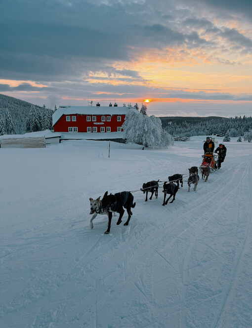 Mushing - jízda psím spřežením v Krkonoších