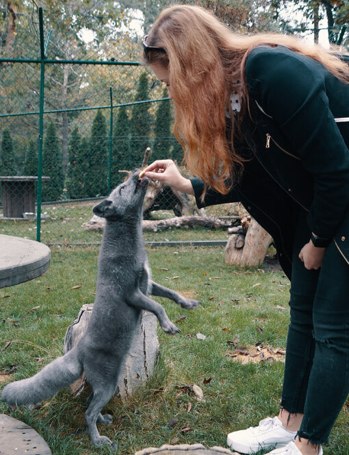 Návštěva polárních lišek s krmením