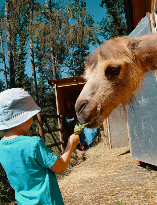 Staňte se ošetřovatelem v ZOO Tábor