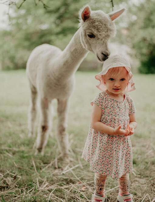 Procházka s alpakami v Hluboké nad Vltavou