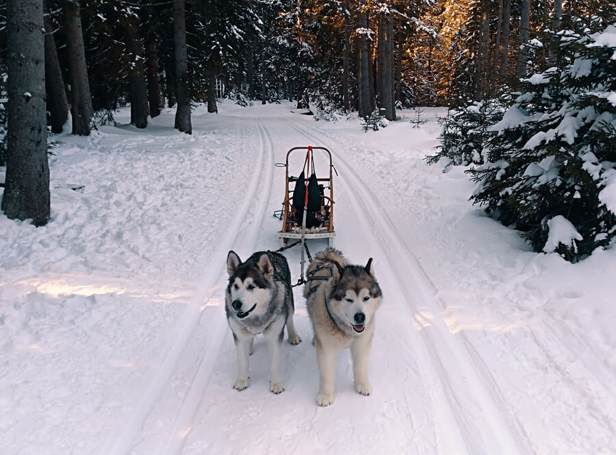 Mushing pro děti – jízda se psím spřežením