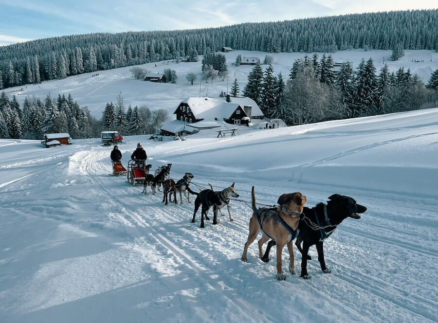 Mushing - jízda psím spřežením v Krkonoších