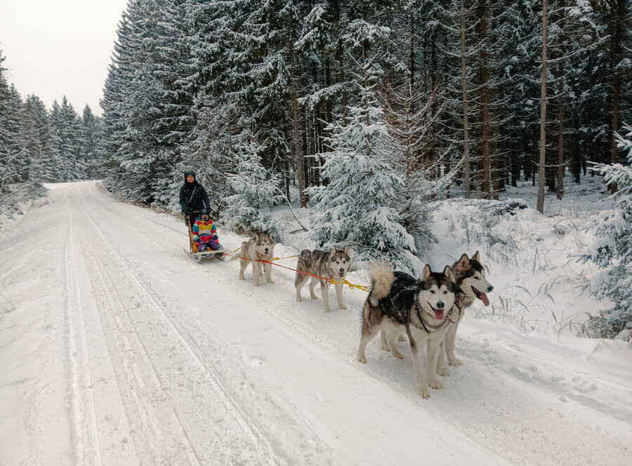 Mushing pro děti – jízda se psím spřežením