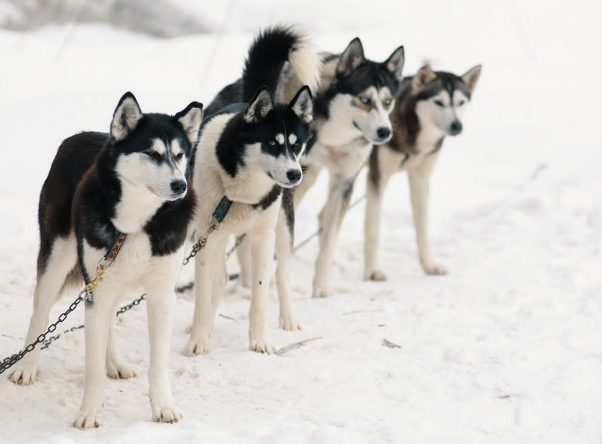 Jízda se psím spřežením 