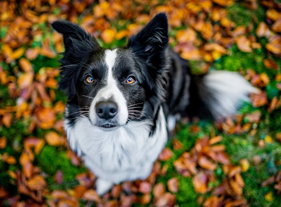 Fotografování domácích mazlíčků