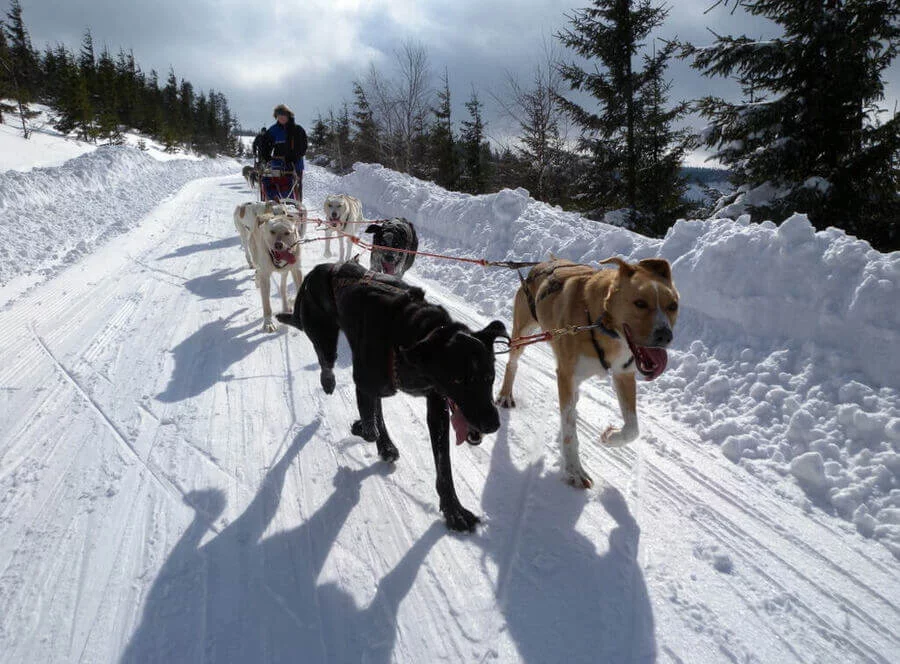 Mushing - jízda psím spřežením v Krkonoších