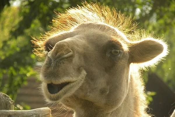 Rodinný pobyt na farmě Wenet plné zvířátek