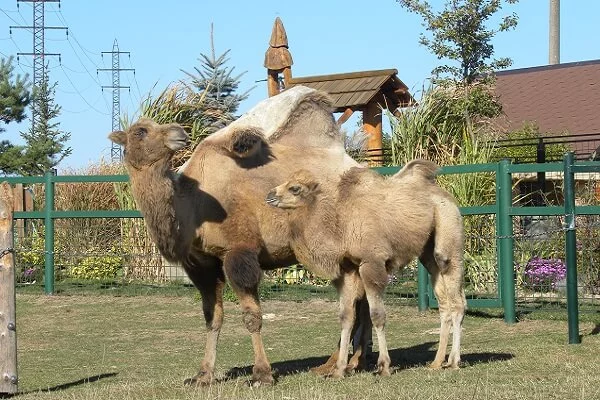 Rodinný pobyt na farmě Wenet plné zvířátek