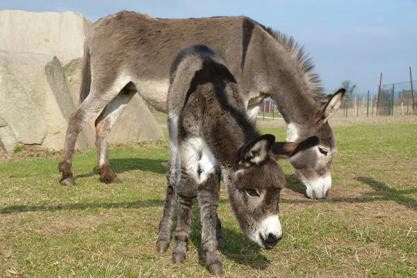 Rodinný pobyt na farmě Wenet plné zvířátek