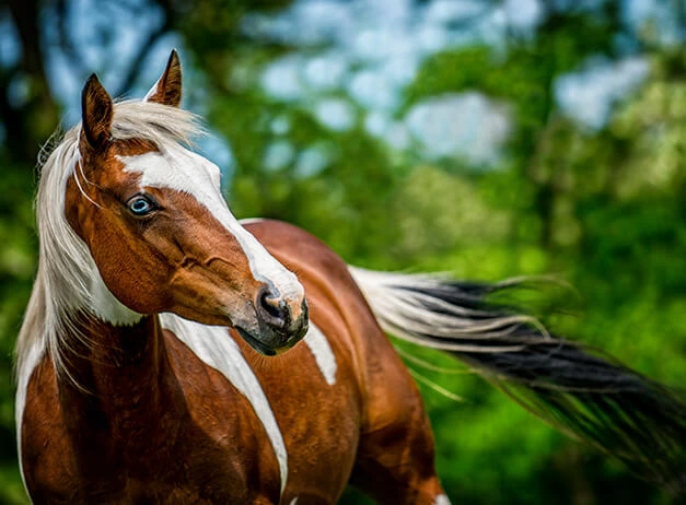 Fotografování domácích mazlíčků