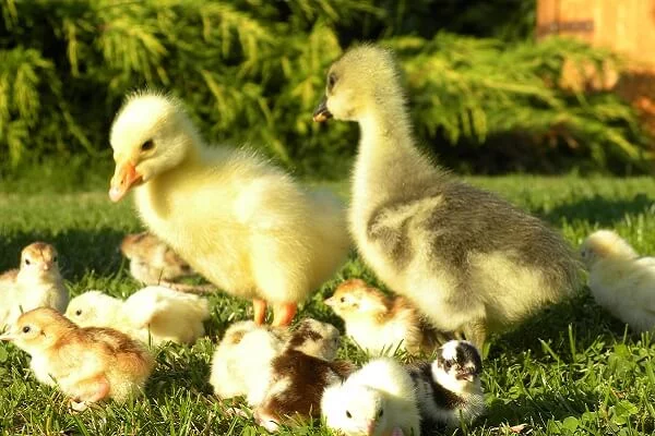 Rodinný pobyt na farmě Wenet plné zvířátek