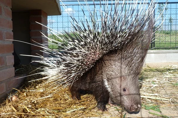 Rodinný pobyt na farmě Wenet plné zvířátek