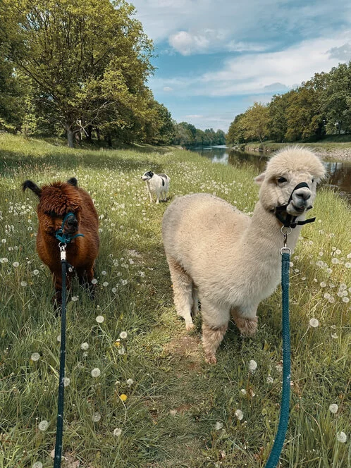 Procházka s alpakami v Hluboké nad Vltavou