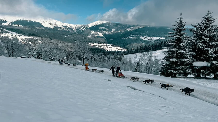 Mushing - jízda psím spřežením v Krkonoších