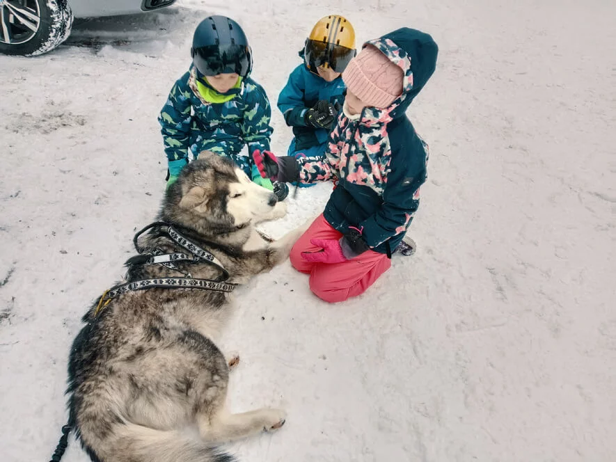 Mushing pro děti – jízda se psím spřežením