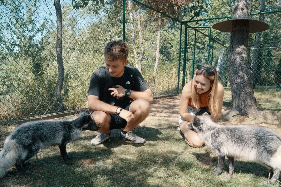 Návštěva polárních lišek s krmením