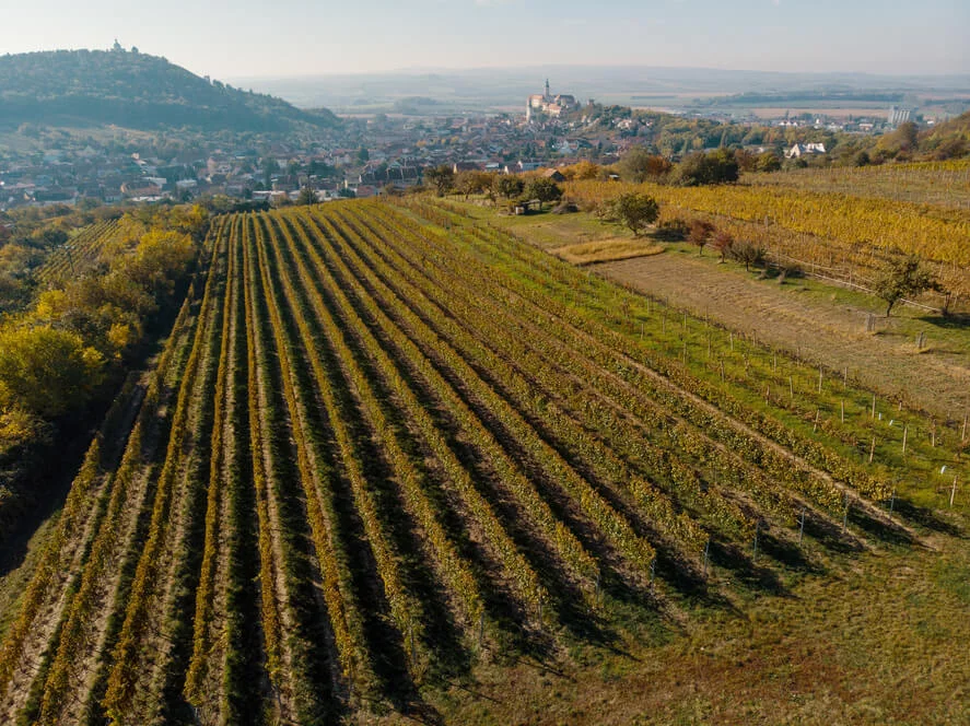Degustace vín z Vinařství Fučík