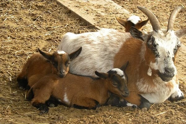 Rodinný pobyt na farmě Wenet plné zvířátek