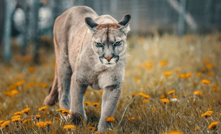 Staňte se ošetřovatelem v ZOO Tábor