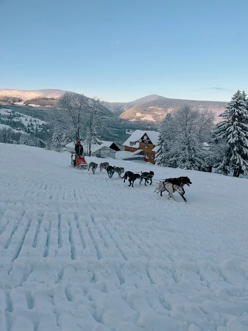 Mushing - jízda psím spřežením v Krkonoších