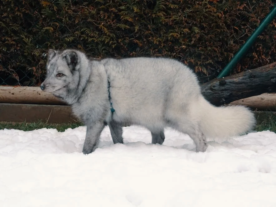Návštěva polárních lišek s krmením a procházkou