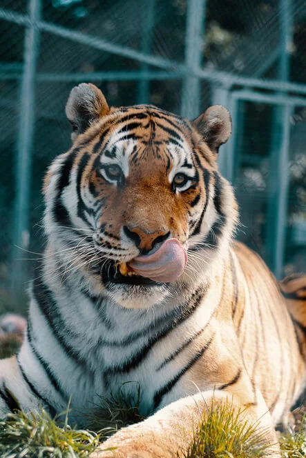 Staňte se ošetřovatelem v ZOO Tábor