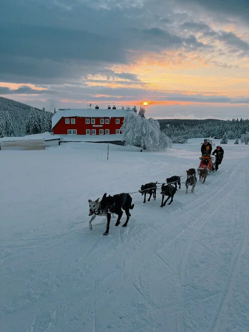 Mushing - jízda psím spřežením v Krkonoších