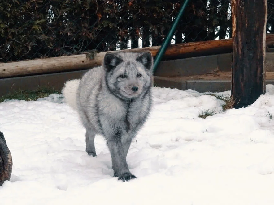 Návštěva polárních lišek s krmením