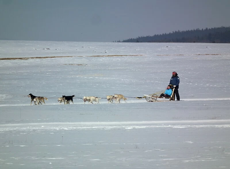 Mushing - jízda se psím spřežením