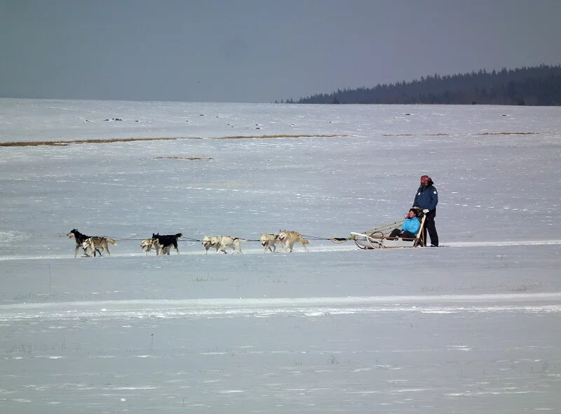 Mushing - jízda se psím spřežením