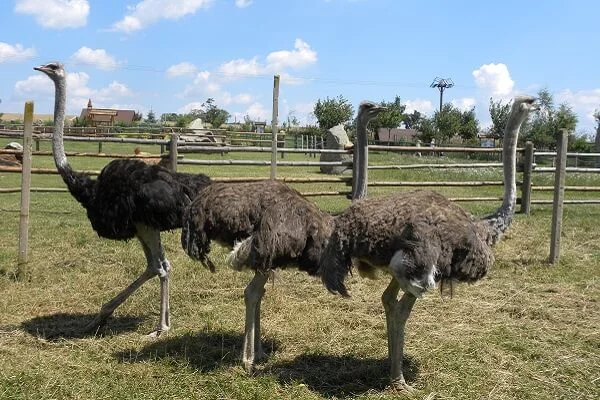 Rodinný pobyt na farmě Wenet plné zvířátek