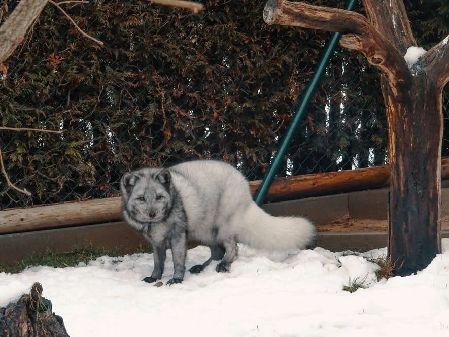 Návštěva polárních lišek s krmením