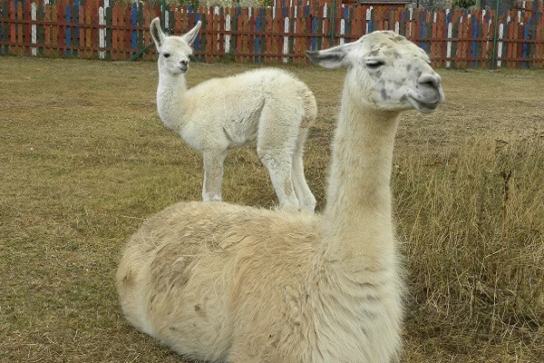 Rodinný pobyt na farmě Wenet plné zvířátek