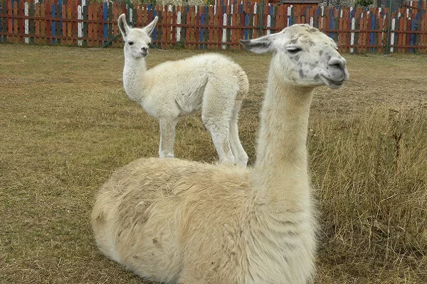 Rodinný pobyt na farmě Wenet plné zvířátek