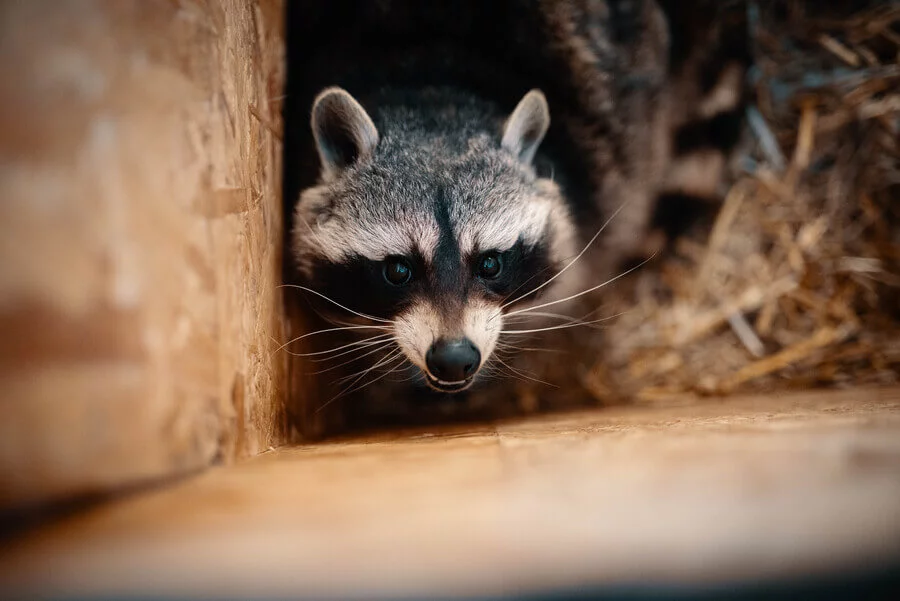 Staňte se ošetřovatelem v ZOO Tábor