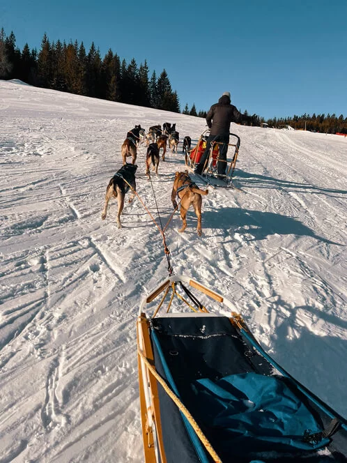 Mushing - jízda psím spřežením v Krkonoších