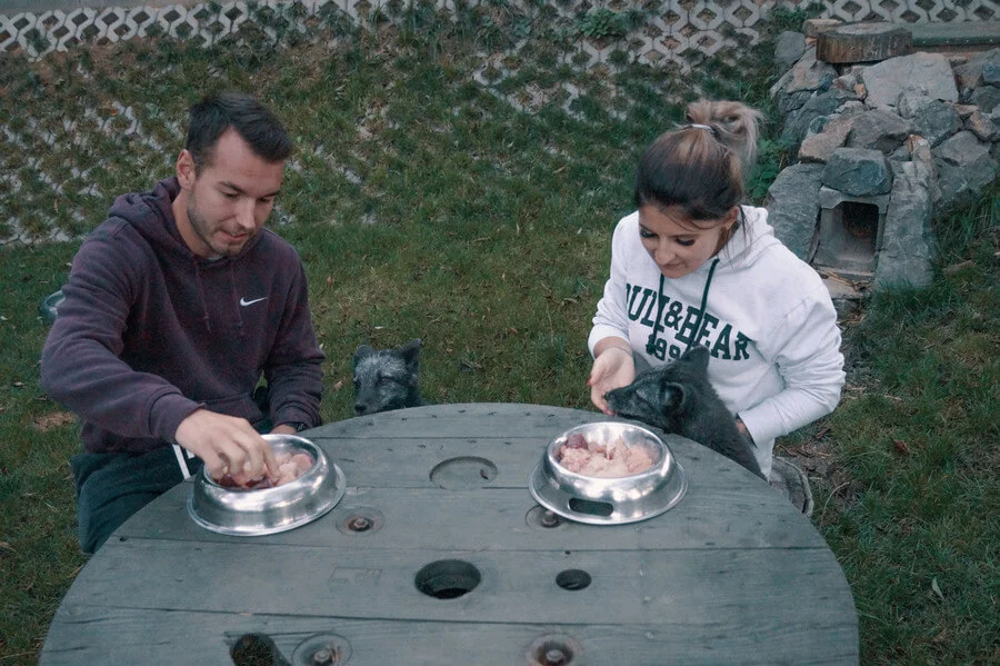 Návštěva polárních lišek s krmením