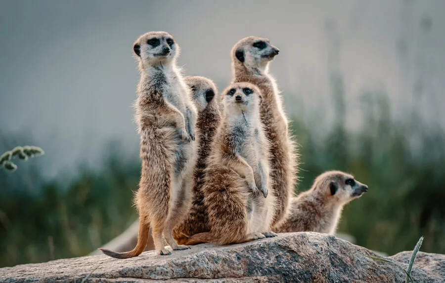 Staňte se ošetřovatelem v ZOO Tábor