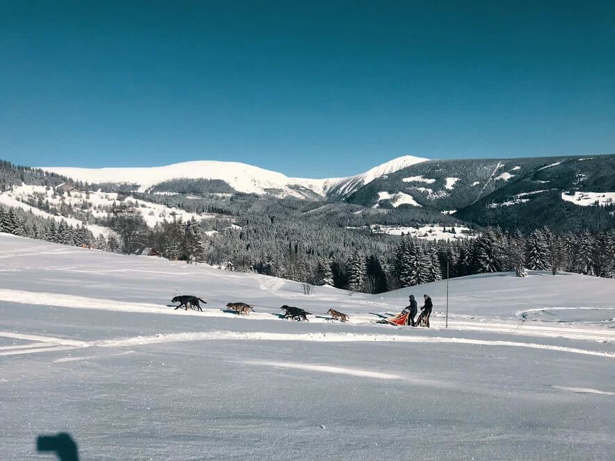 Mushing - jízda psím spřežením v Krkonoších