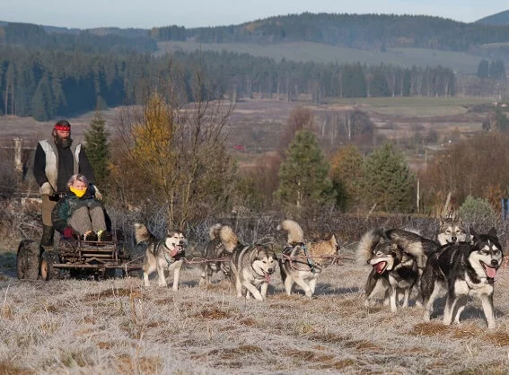 Mushing - jízda se psím spřežením