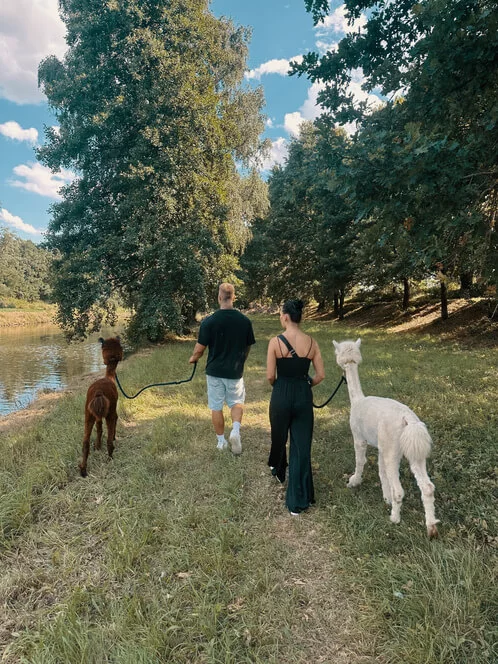 Procházka s alpakami v Hluboké nad Vltavou