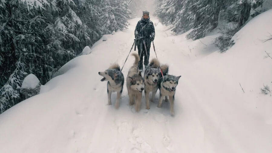 Mushing pro děti – jízda se psím spřežením Mushing pro děti – jízda se psím spřežením