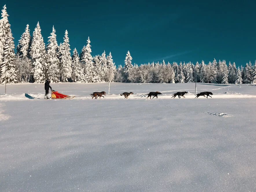 Mushing - jízda psím spřežením v Krkonoších