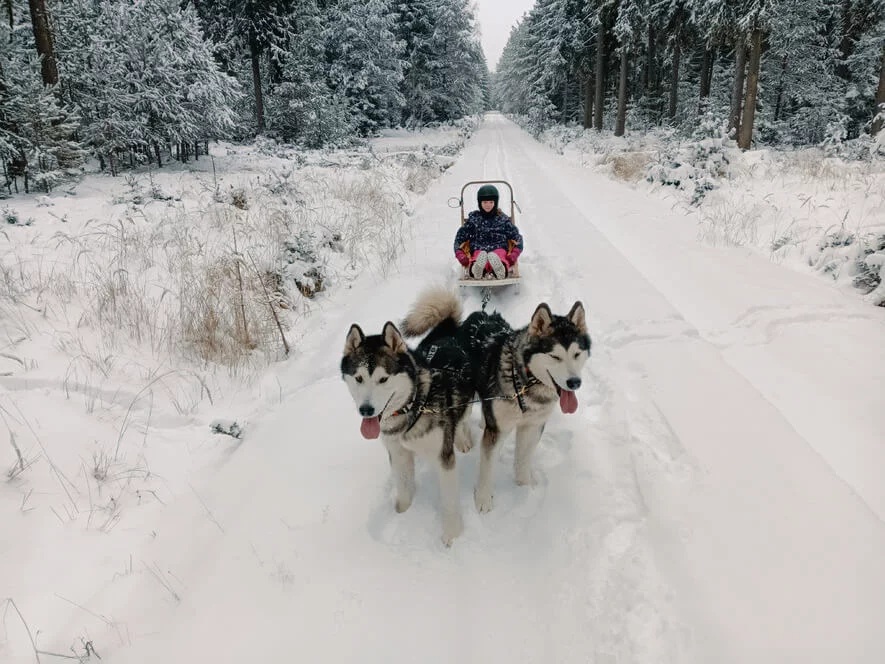 Mushing pro děti – jízda se psím spřežením